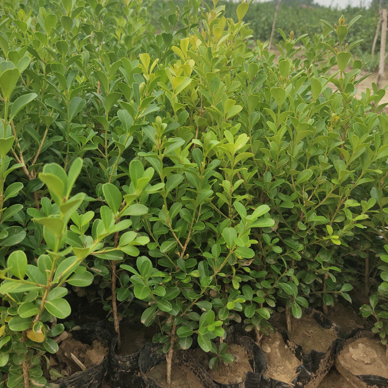 黄杨苗 花园绿化四季常绿植物  园林绿化树苗