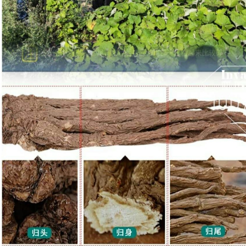 当归岷县8个一斤当归500g包邮新品煲汤泡水