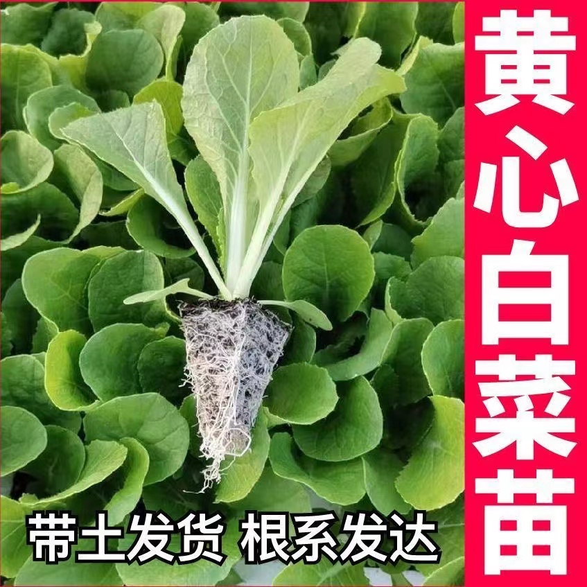 黄心白菜苗高产四季春秋高产易活耐寒秧苗带土球花盆庭院种植