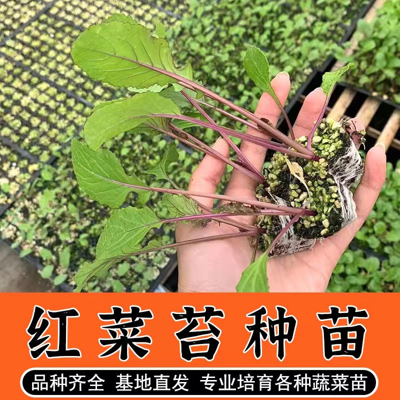 红菜苔苗 白菜苔苗红菜苔新鲜 十月红菜苔苗蔬菜苗秋冬季蔬菜秧苗