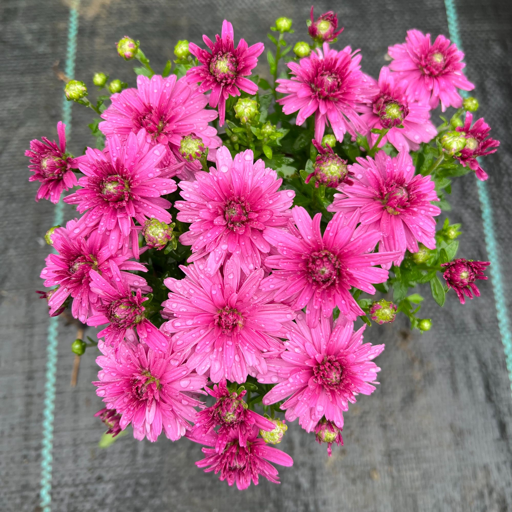 【两盆起发货】球菊 绚秋糖果    12cm口径小盆苗  剪盆口原土发货