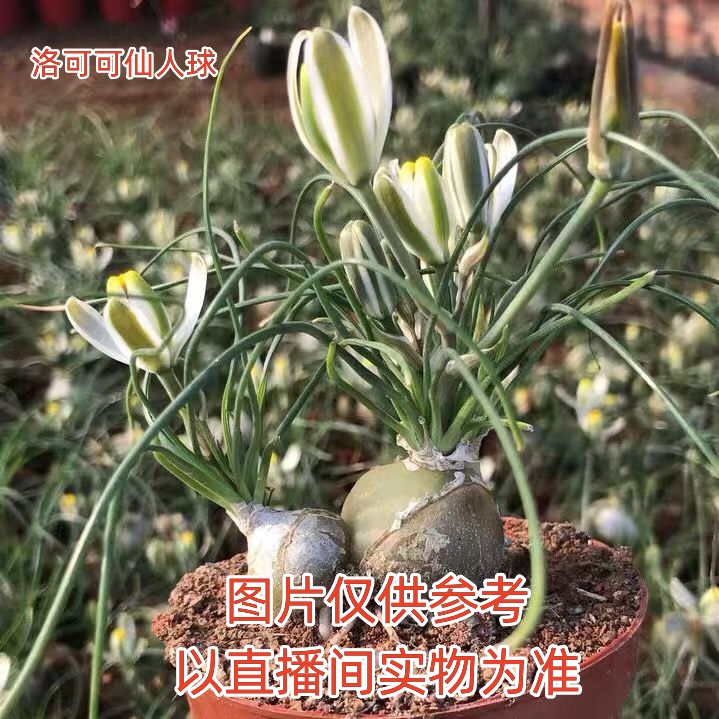 香水兰 （满18包邮）