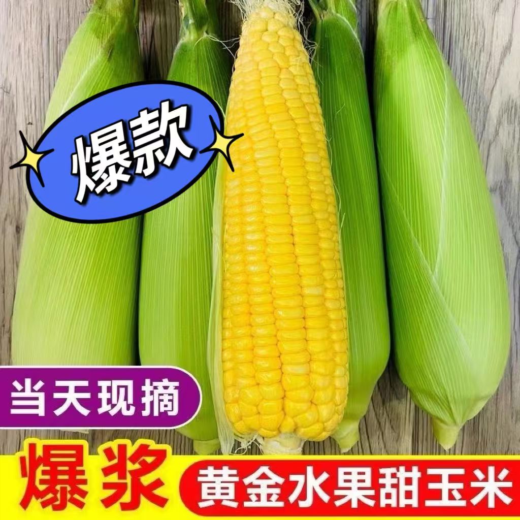 北京通州本地水果玉米【新鲜现采现发】0农药！【各别玉米尖有虫子属于正常】【顺丰包邮】