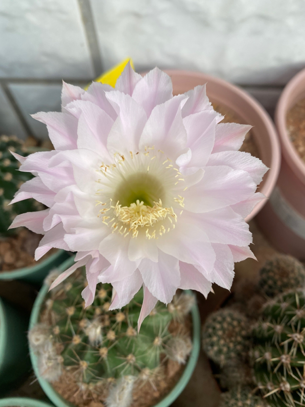 粉白开花球，底下有生长斑