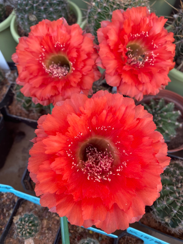 大红羽毛边重圆花