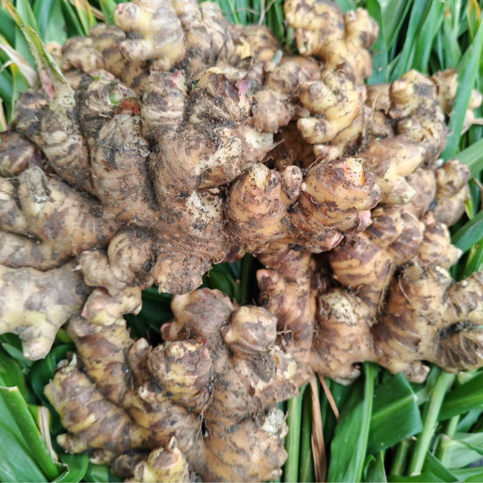 江西赣州农家小黄姜 ，天然环境生长，香辣口感2/5斤/10斤