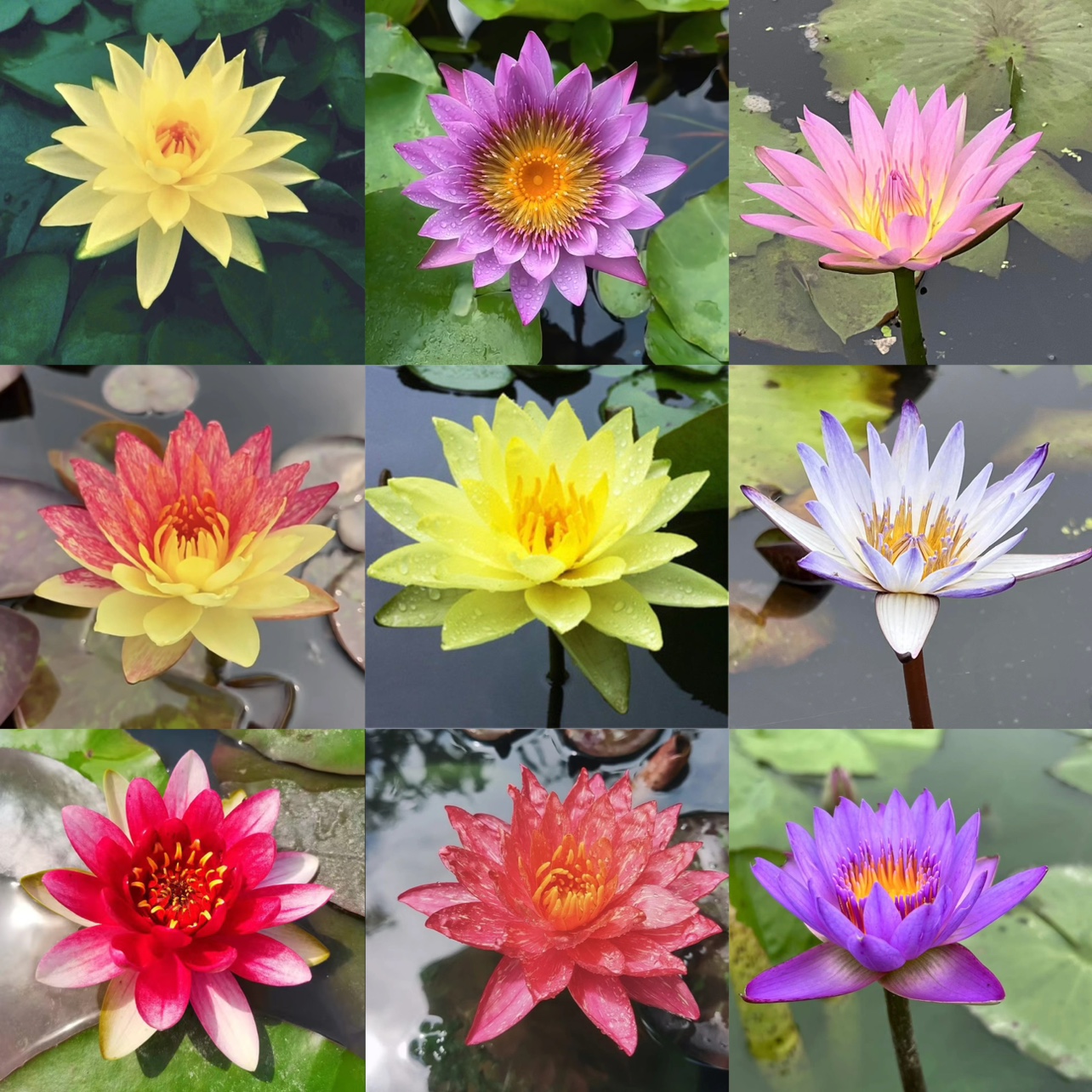 【小扬哥甄选】睡莲水培植物大睡莲带花苞带叶水养耐热睡莲根块池
