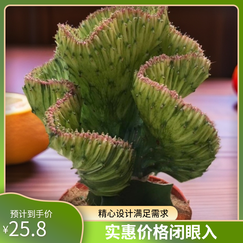 大戟科植物多肉植物黄金麒麟室内客厅美观大气麒麟盆景