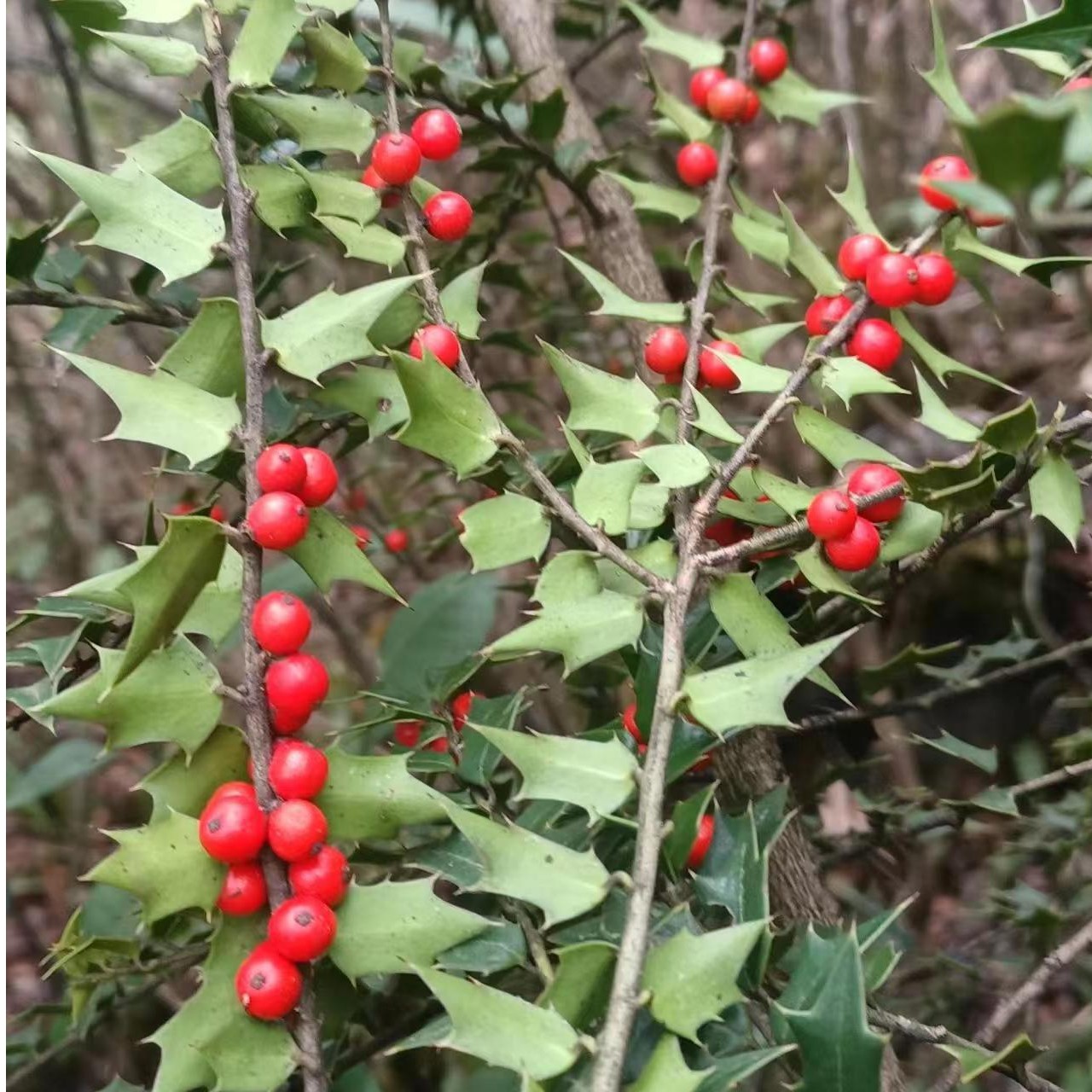 枸骨八角刺一物一拍