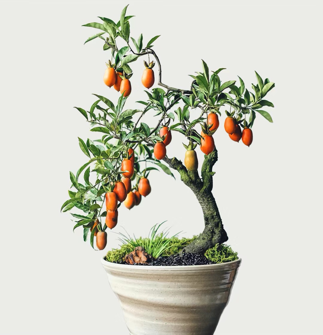 精品金弹子一物一拍