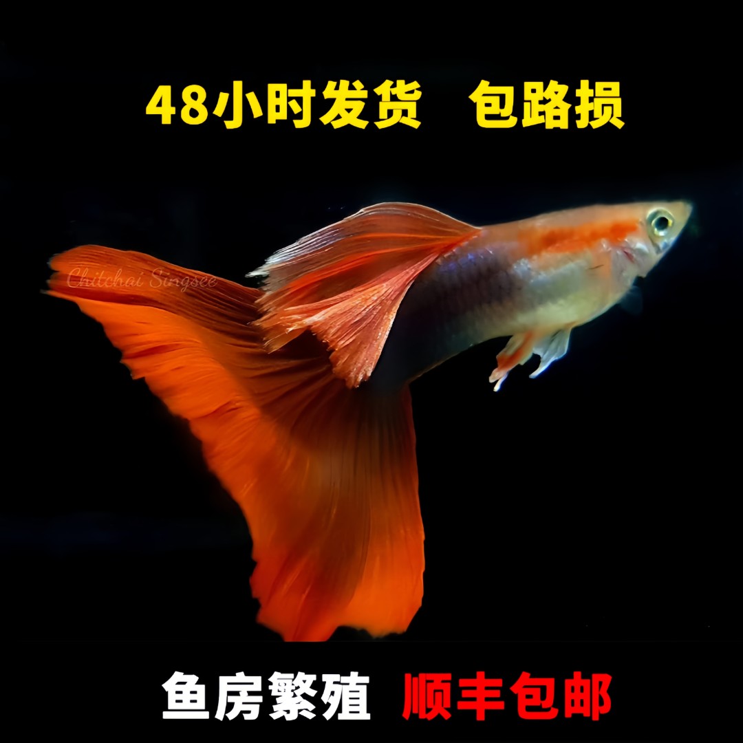 红礼服孔雀鱼热带鱼凤尾鱼好养的鱼（录开箱视频，入缸不报损）