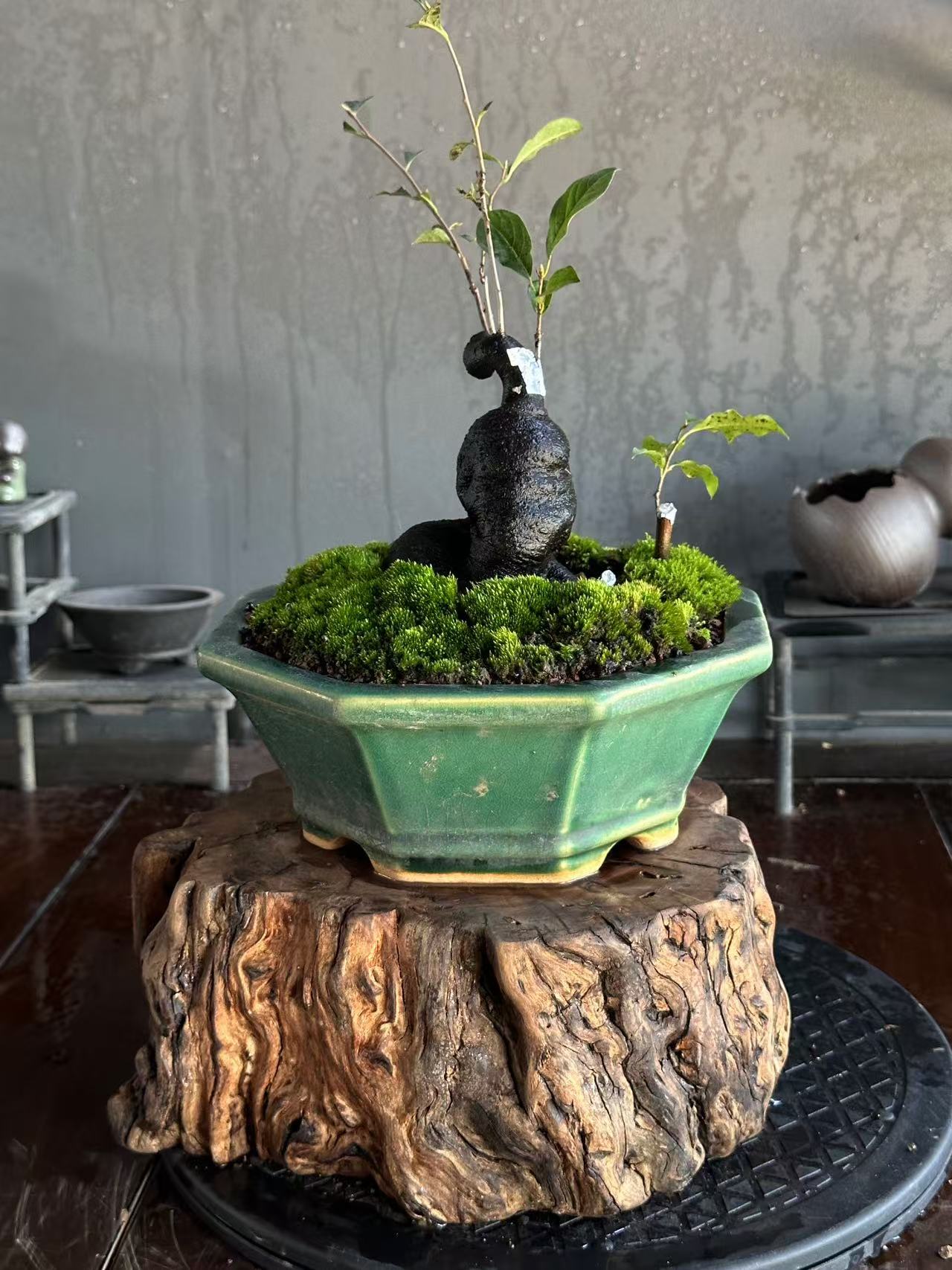 俊璟盆景园艺 专拍