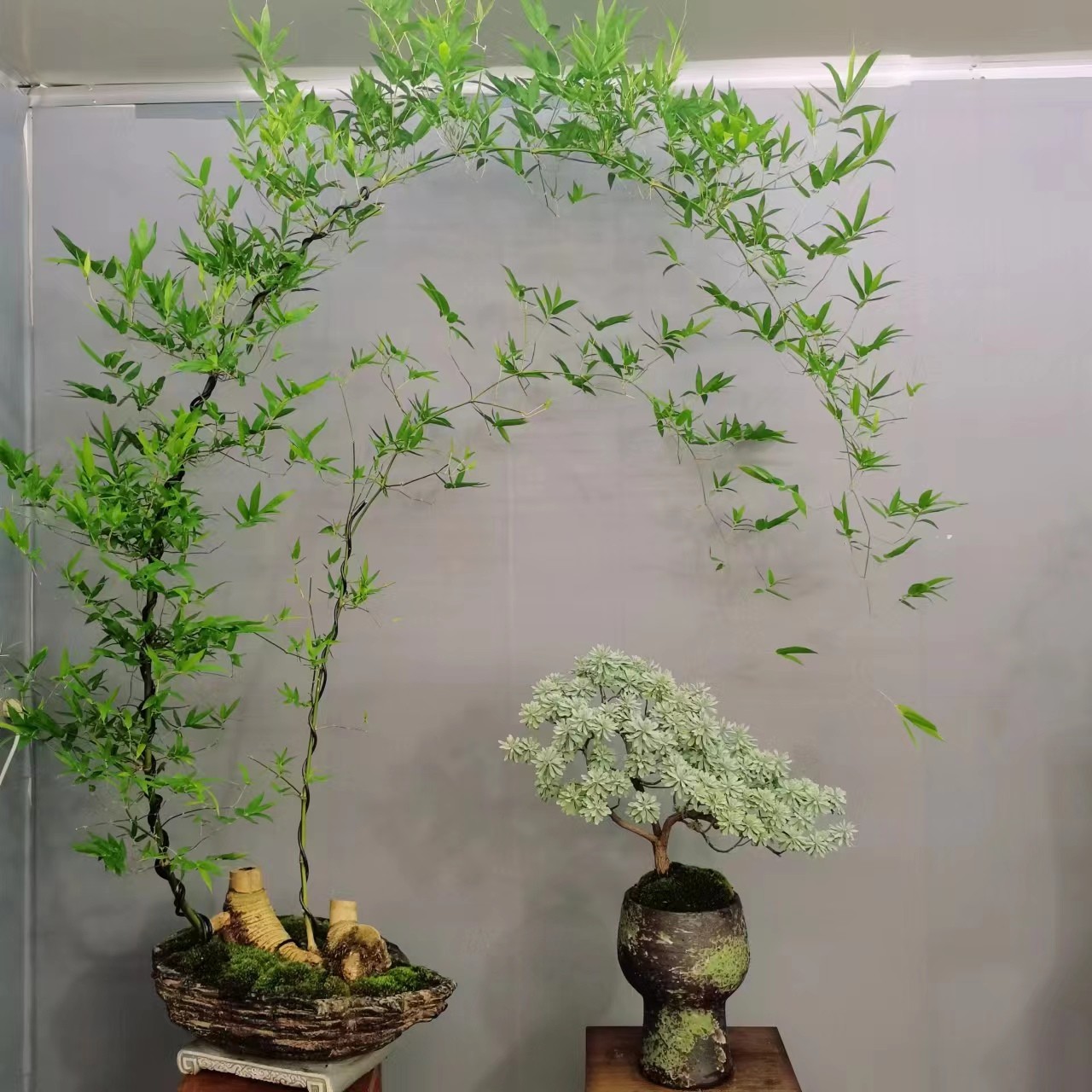 奇珍花舍 一物一拍 簕竹盆景室内盆景 