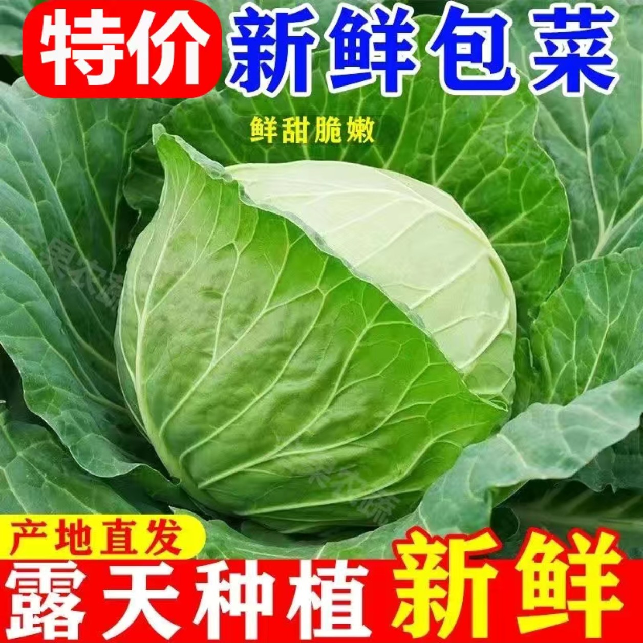 安庆石牌农家自种老品种霜冻扁包菜