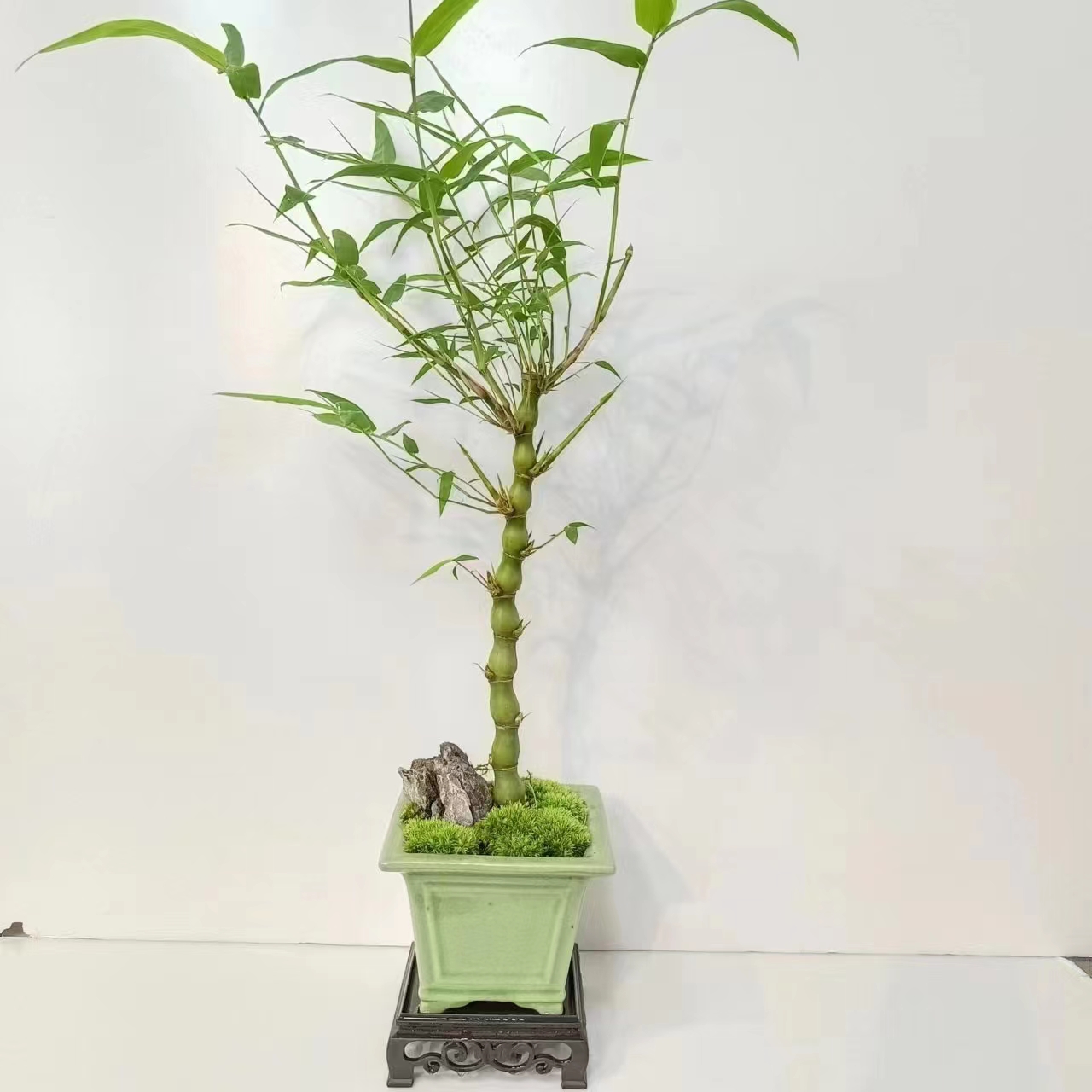 翡翠绿佛肚竹绿植盆栽佛肚竹盆栽夏天养护南北方种植种养
