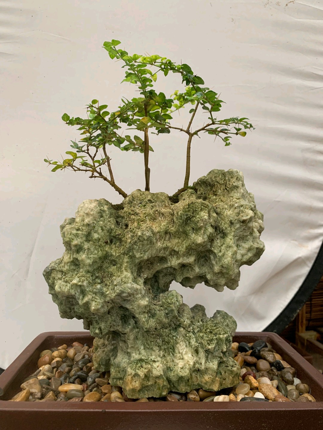 吴定石 台湾吴定石 附寿庭木（不带盆）