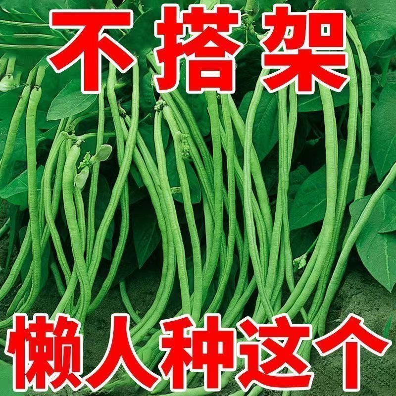 【春播】摘不败无架长豆角种子不用搭架子的长豆角蔬菜菜园蔬菜籽