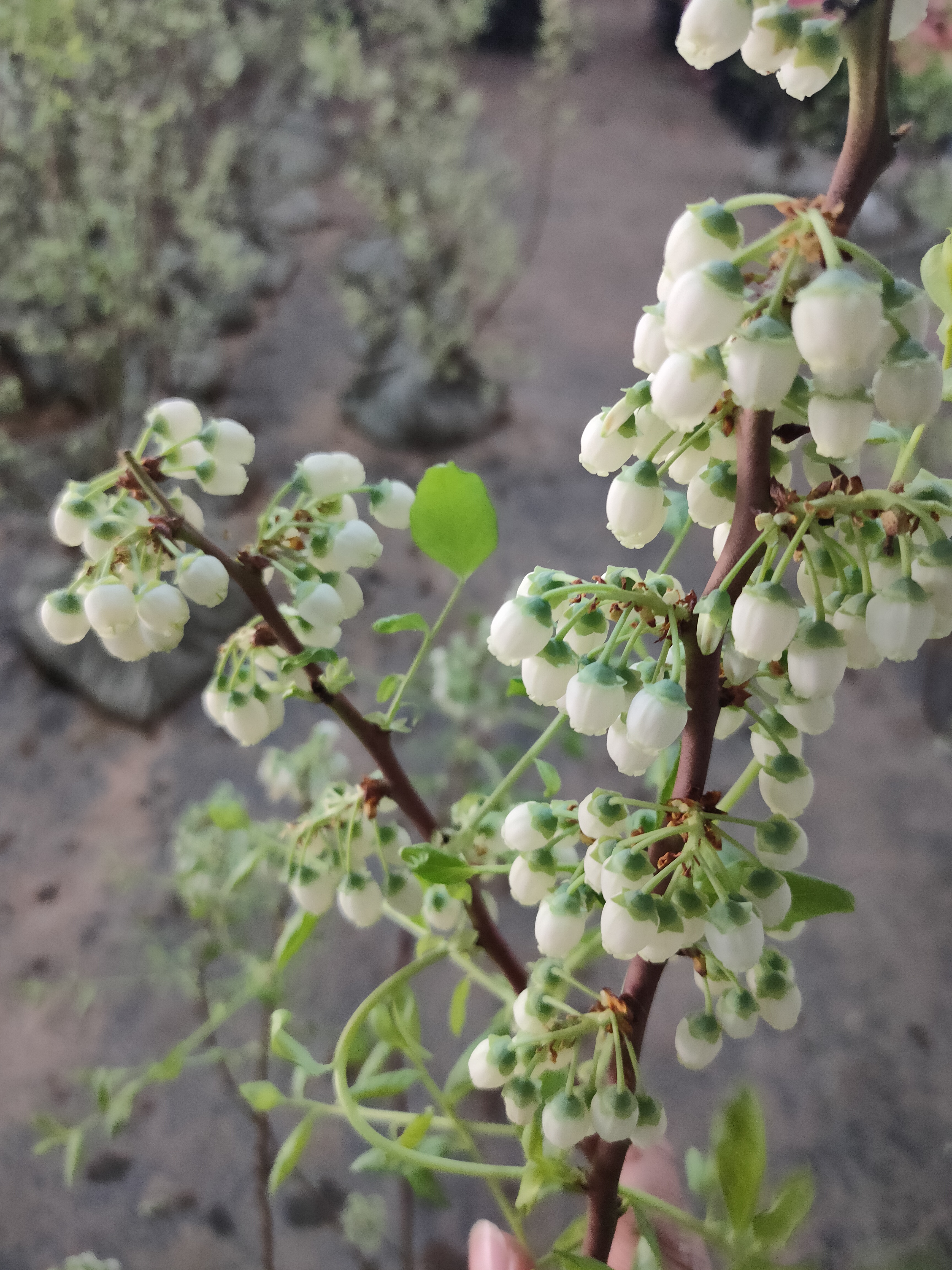 地栽绿植专属链接【修剪80发货】
