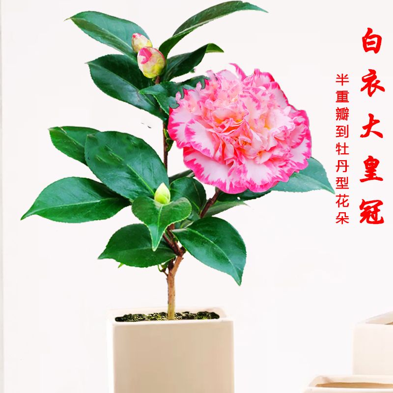 【宽彩带】白衣大皇冠茶花盆栽茶花女皇二号名贵山茶花苗花卉稀有