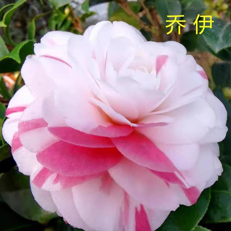 【裕景】山茶花【乔伊】复色双色多色山茶花乔伊肯德力克盆栽绿植
