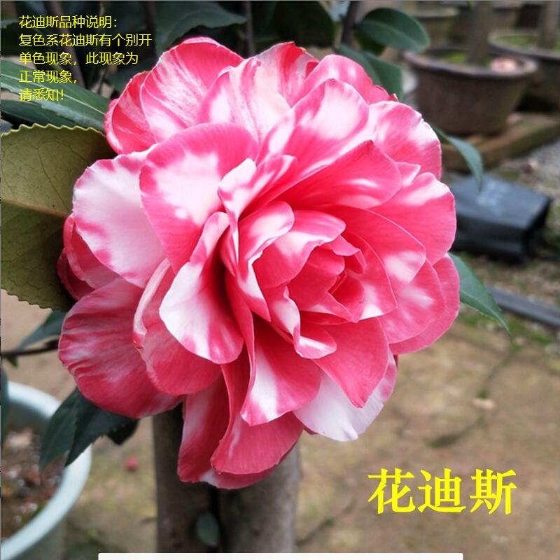 【裕景】山茶花【花迪斯】复色山茶花花迪斯四季常青盆栽绿植