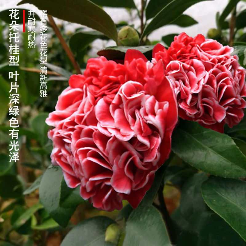 【志愿者】稀有名贵托桂型品种茶花阳台窗台老桩盆栽庭院花园植物