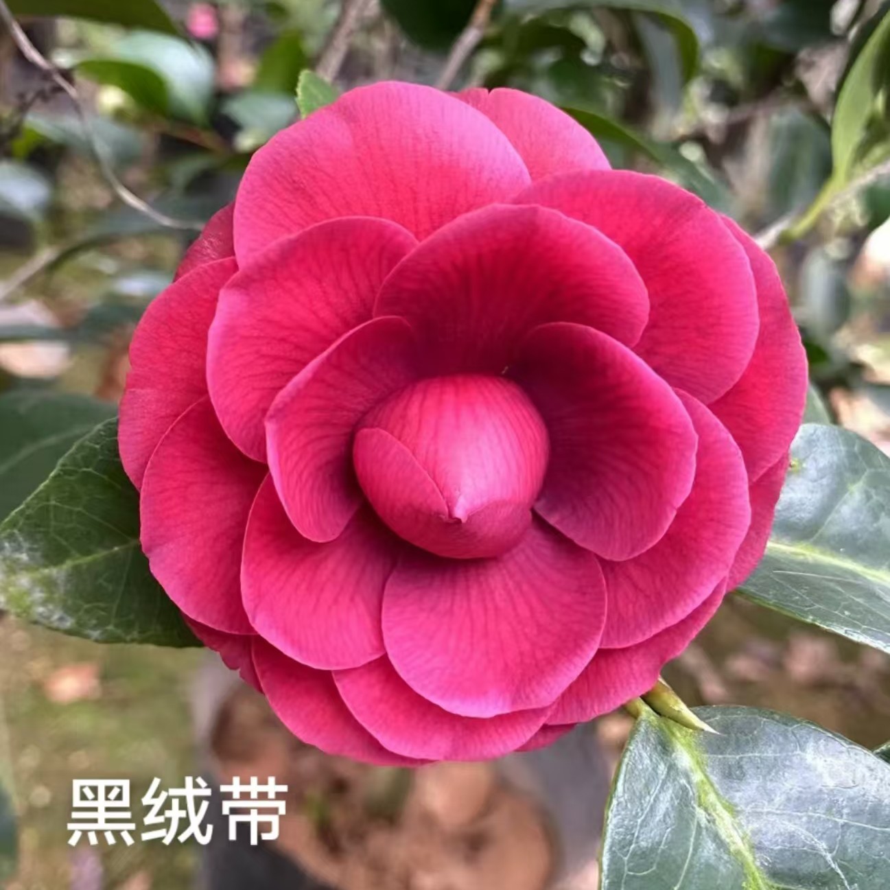 【黑绒带】黑绒带黑色蕾丝山茶花盆栽客厅阳台花园庭院绿植