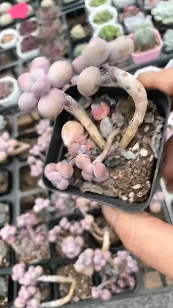 【闪购商品】65盆腰子桃蛋三头多肉