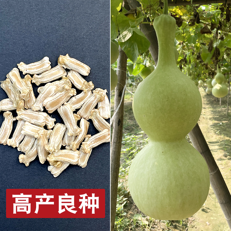天然葫芦种子长嘴八宝莲花头宫廷八宝葫芦籽文玩手捻八宝高产良种