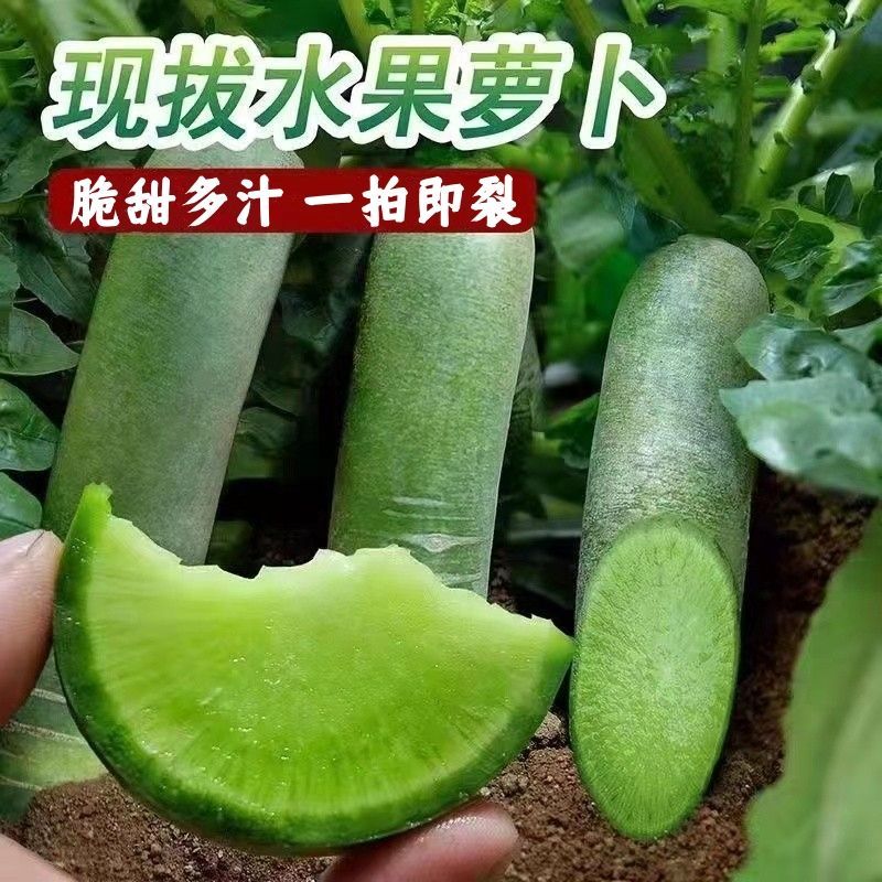 正宗山东水果萝卜生吃甜脆新鲜潍坊青萝卜多汁现挖现发低价批发