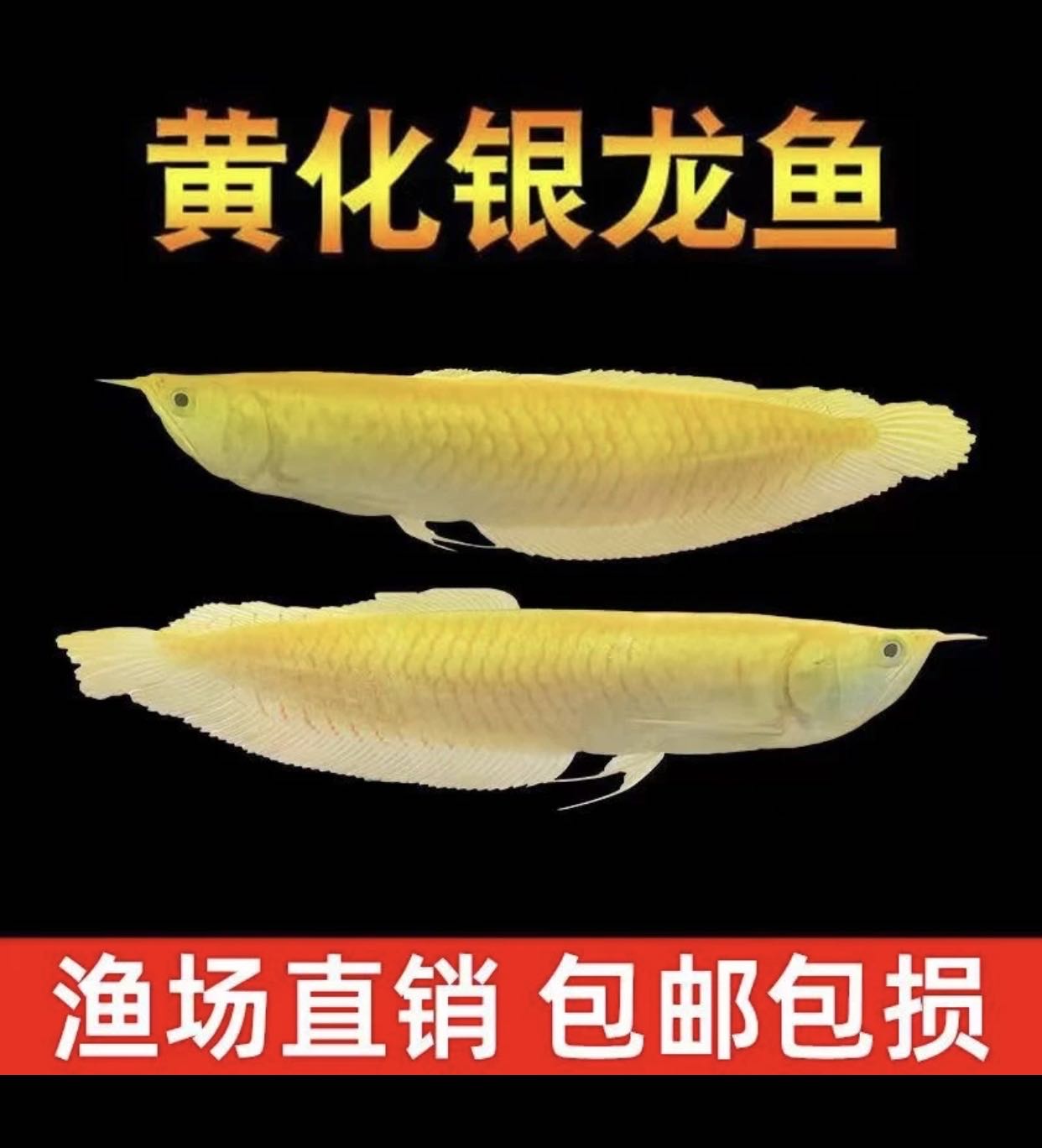 黄化银龙鱼（包邮包损）
