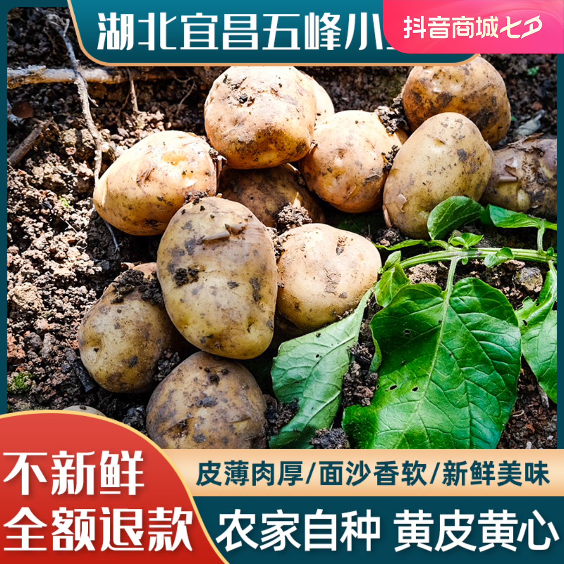 九湖北五峰马尔科黄心土豆洋芋三斤