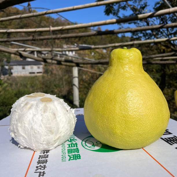 沙田柚五峰付家堰柚子沙田柚子