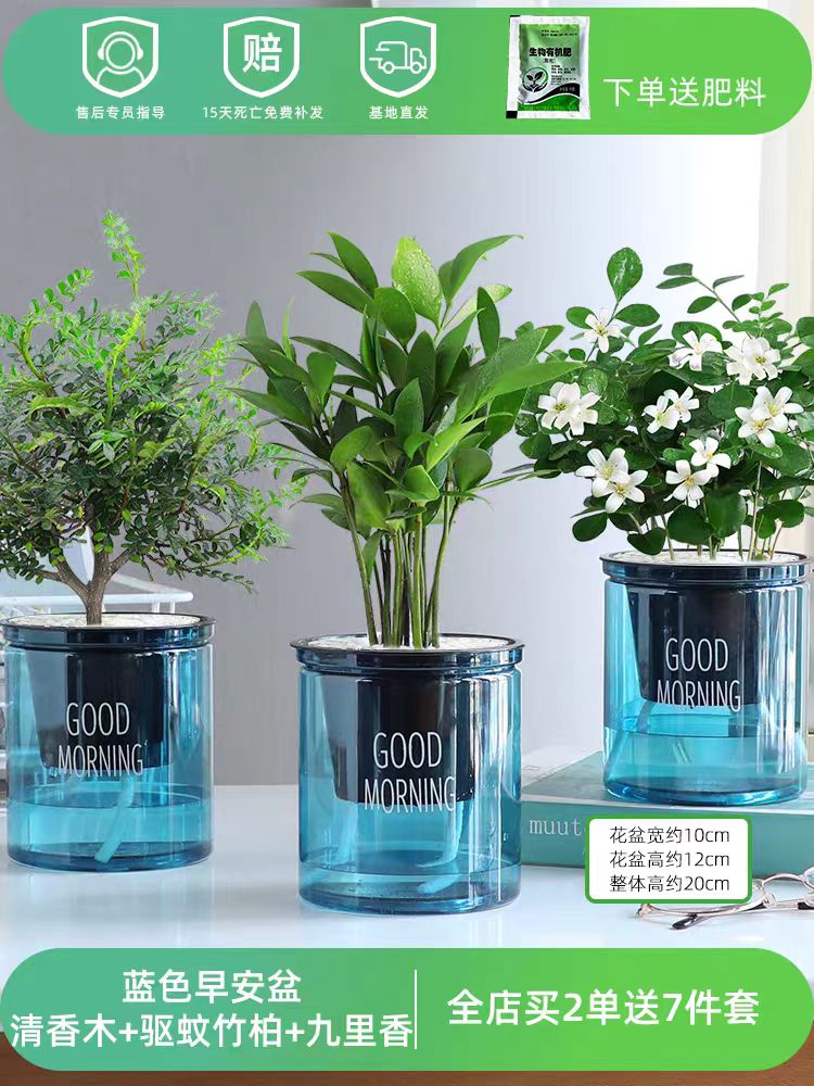 绿植好看又实惠哦