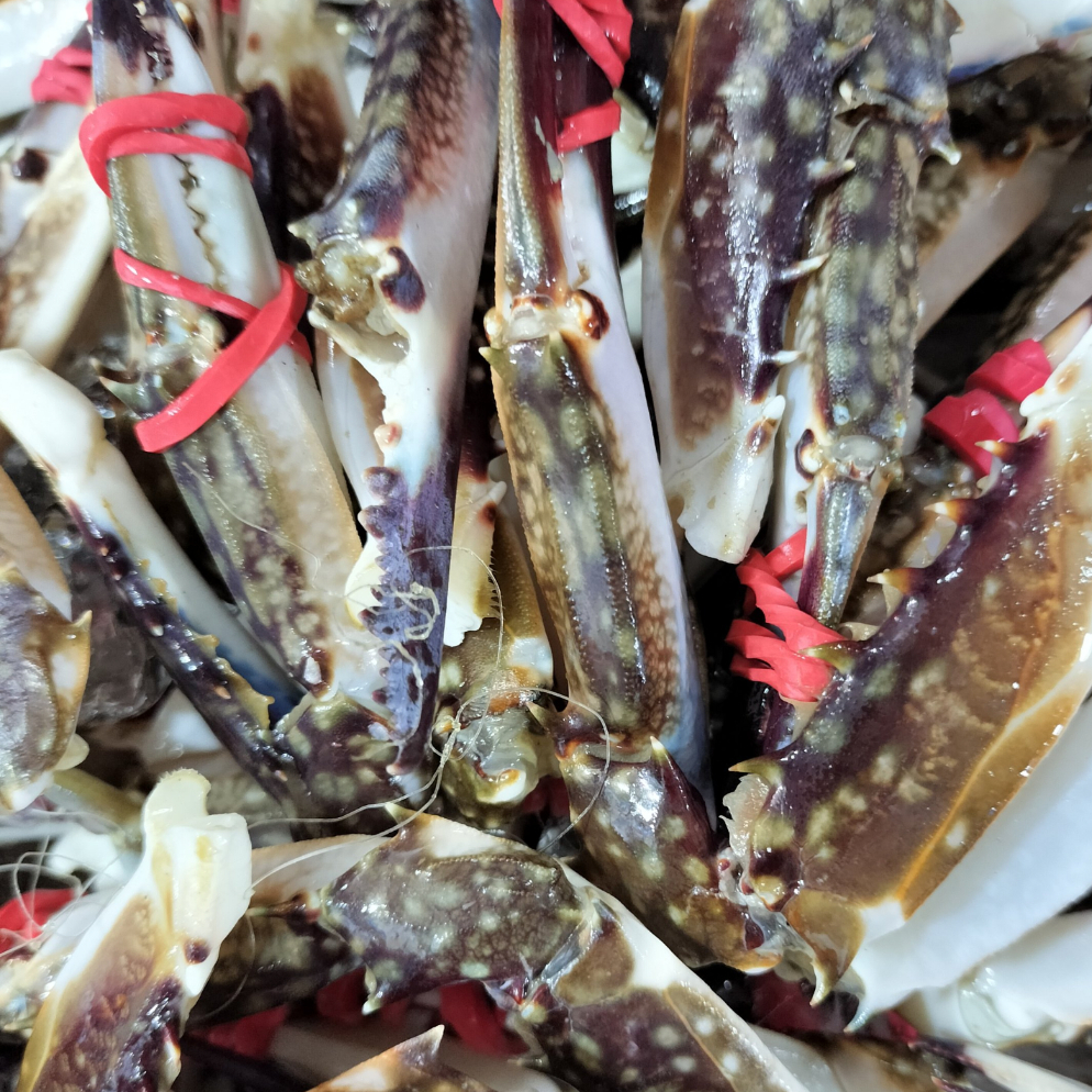 【梭子蟹】蟹钳子3斤【保鲜不保活】有大有小嫌小怕冻勿拍单只不到1两