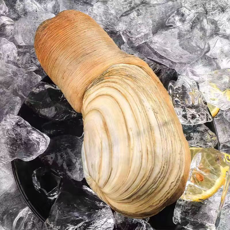 【碎壳】4斤象拔蚌  因为运输可能黄碎 怕冻介意勿拍