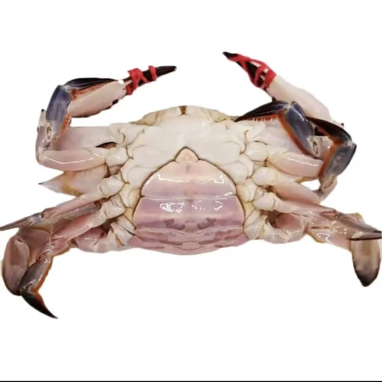 大三点黄母蟹3斤 【保鲜不保活】3-4两左右/只怕冻缺腿嫌小勿拍