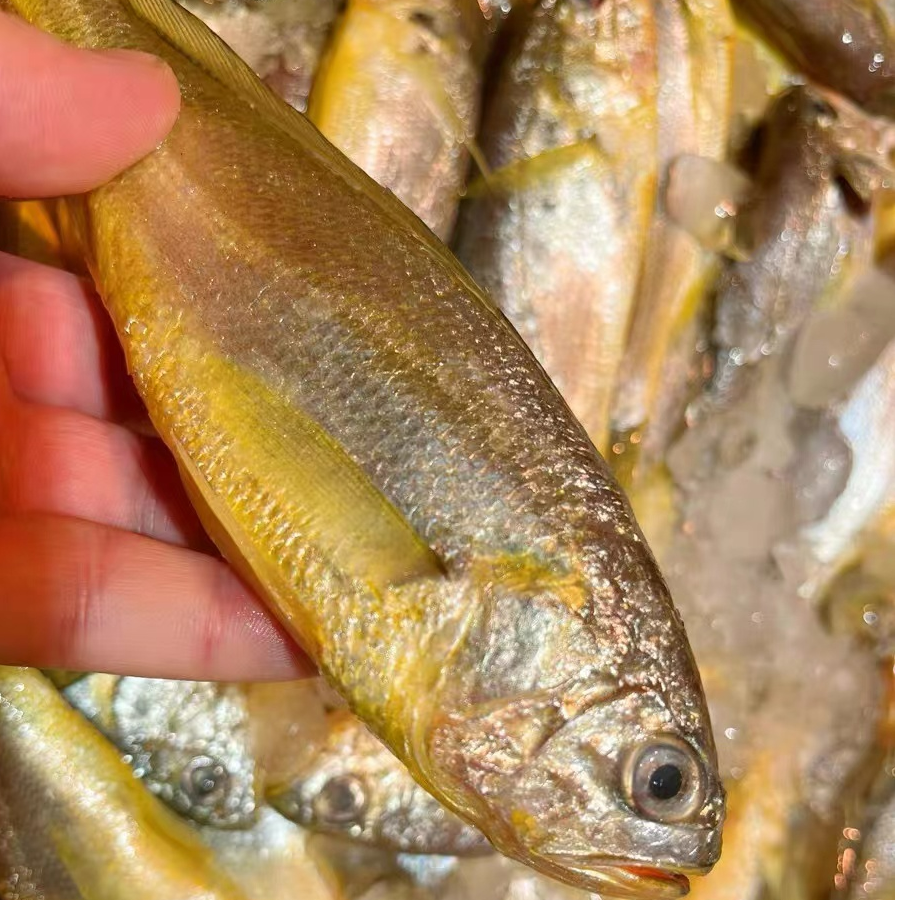 2野生海捕黄花鱼(1斤6-8条)鲜鱼速冻锁鲜 青岛顺丰冷链发货