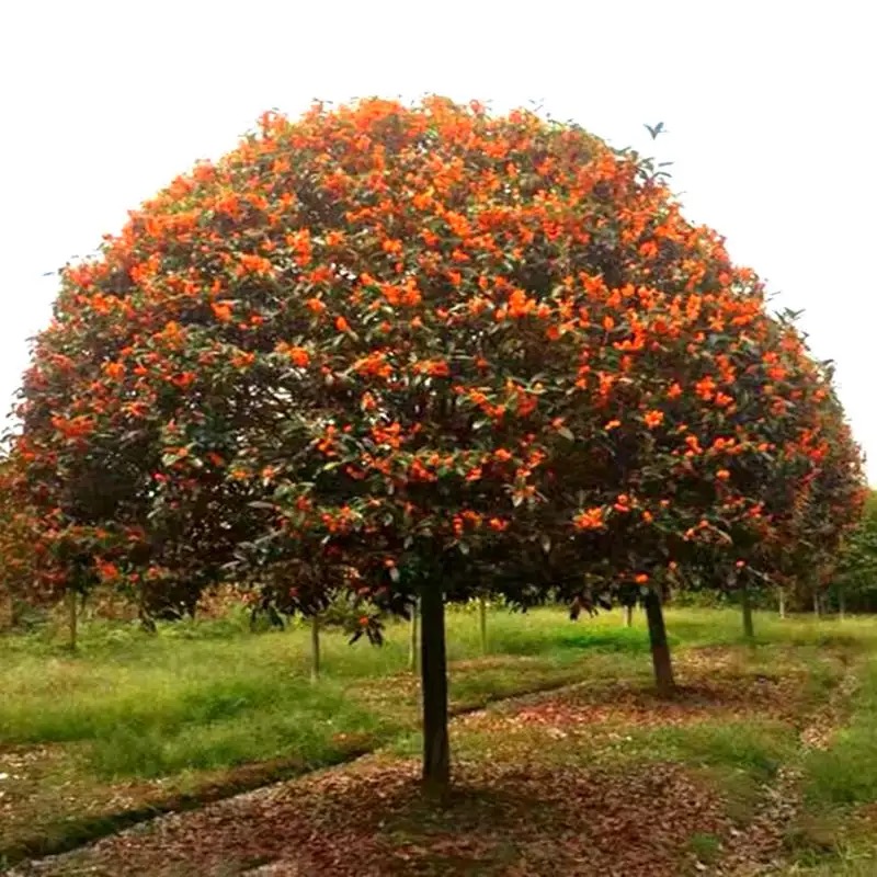 桂花树，金桂，丹桂