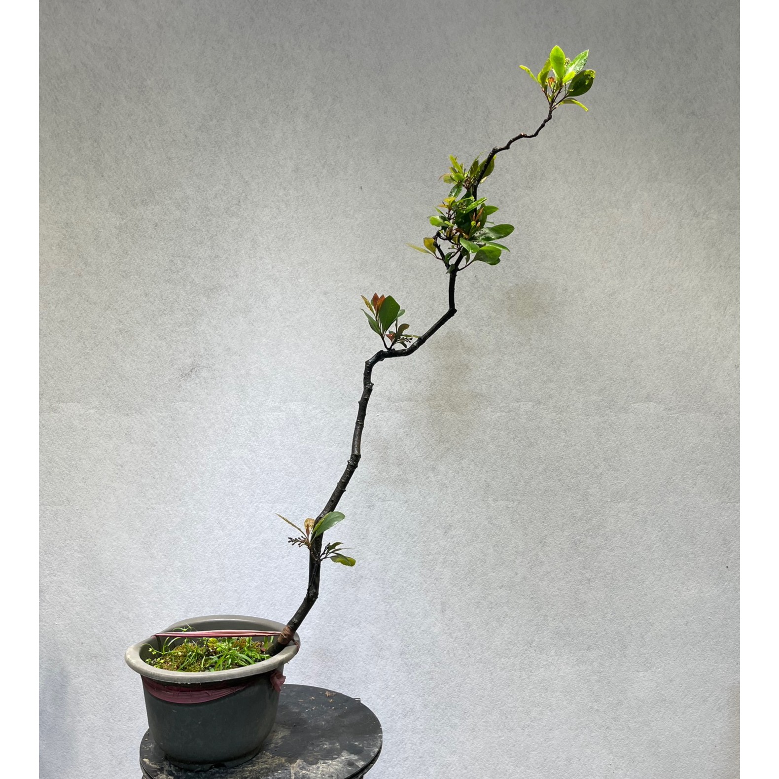 海岛春花精品老桩一物一拍好养皮实耐寒耐热意境盆景会开花结果。