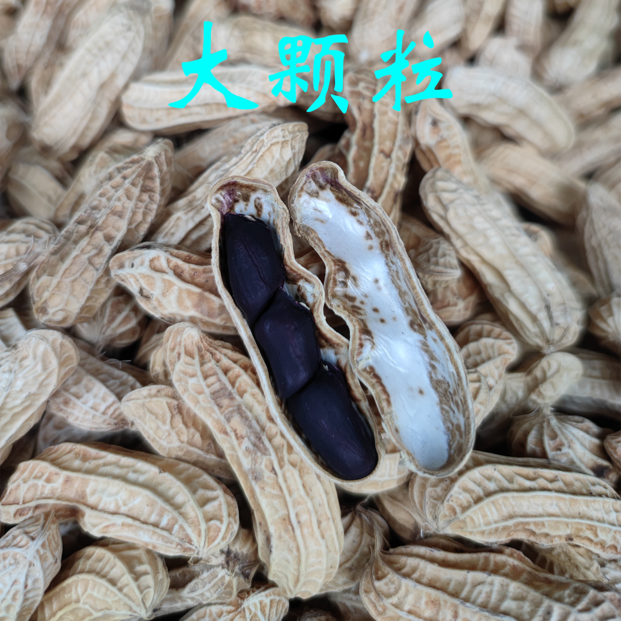 云南普洱特产富硒黑花生 小粒老品种晒干带壳500克1000克农产品