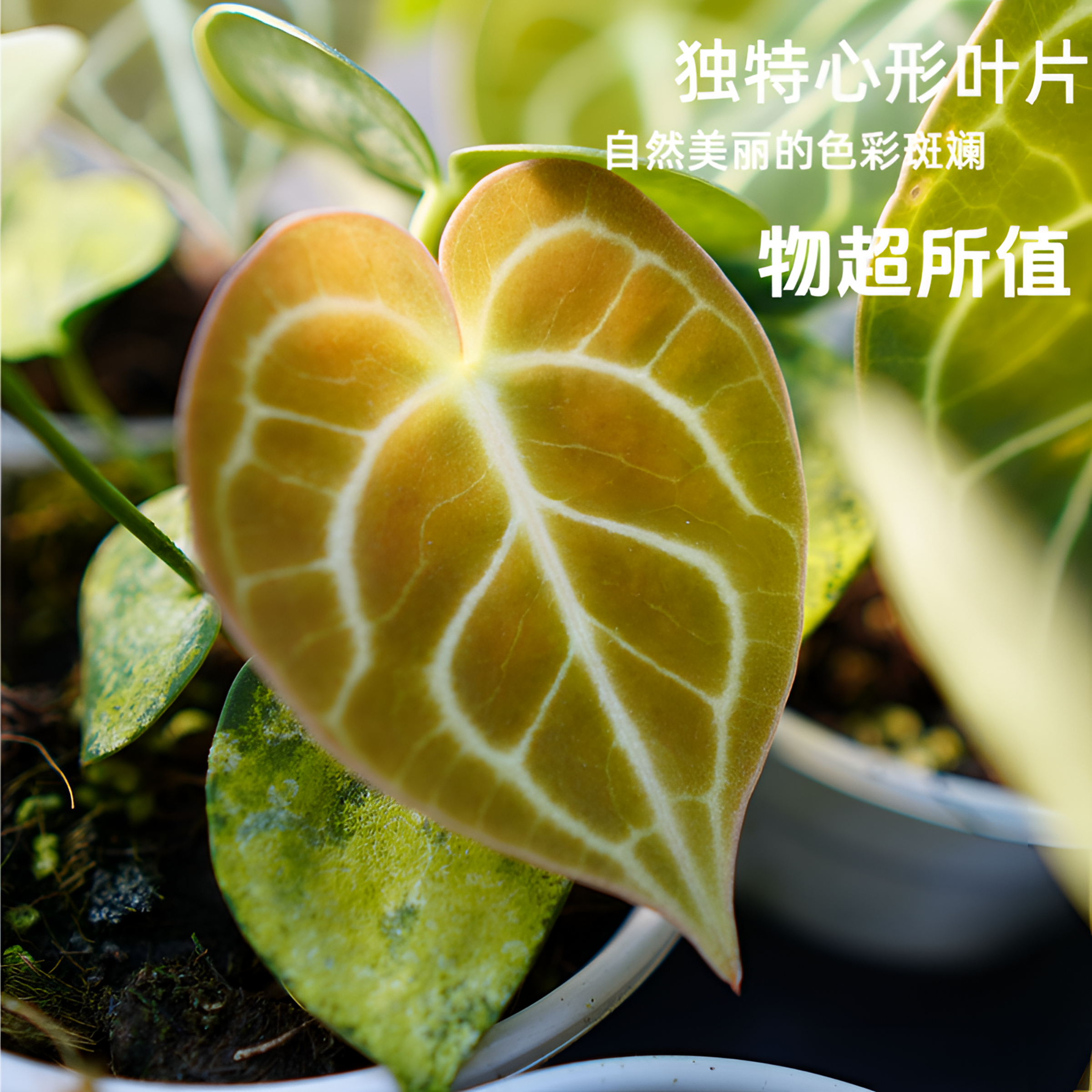 福利款110密纹克莱恩水晶花烛小苗养护简单室内观叶植物四季
