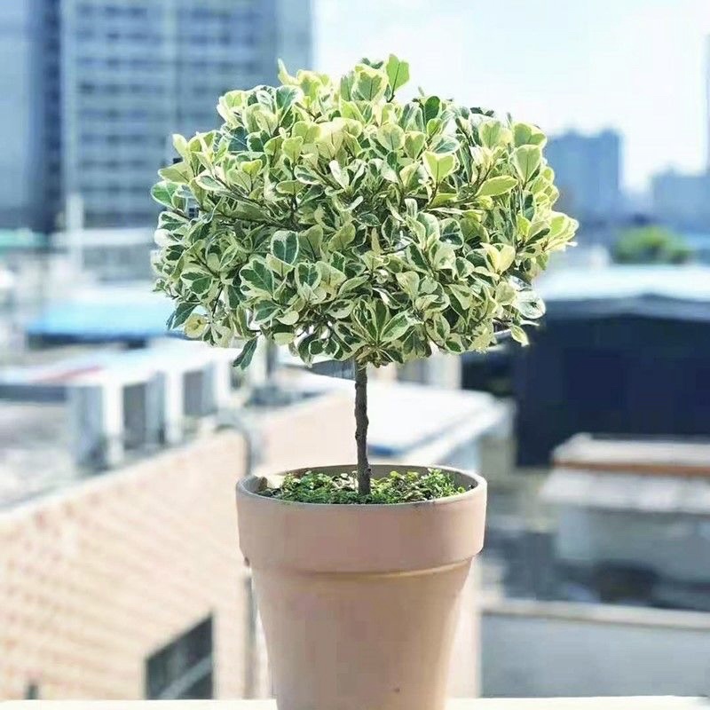 心叶榕锦室内观叶植物盆栽三角榕花叶橡皮树花金刚琴叶榕爱心榕