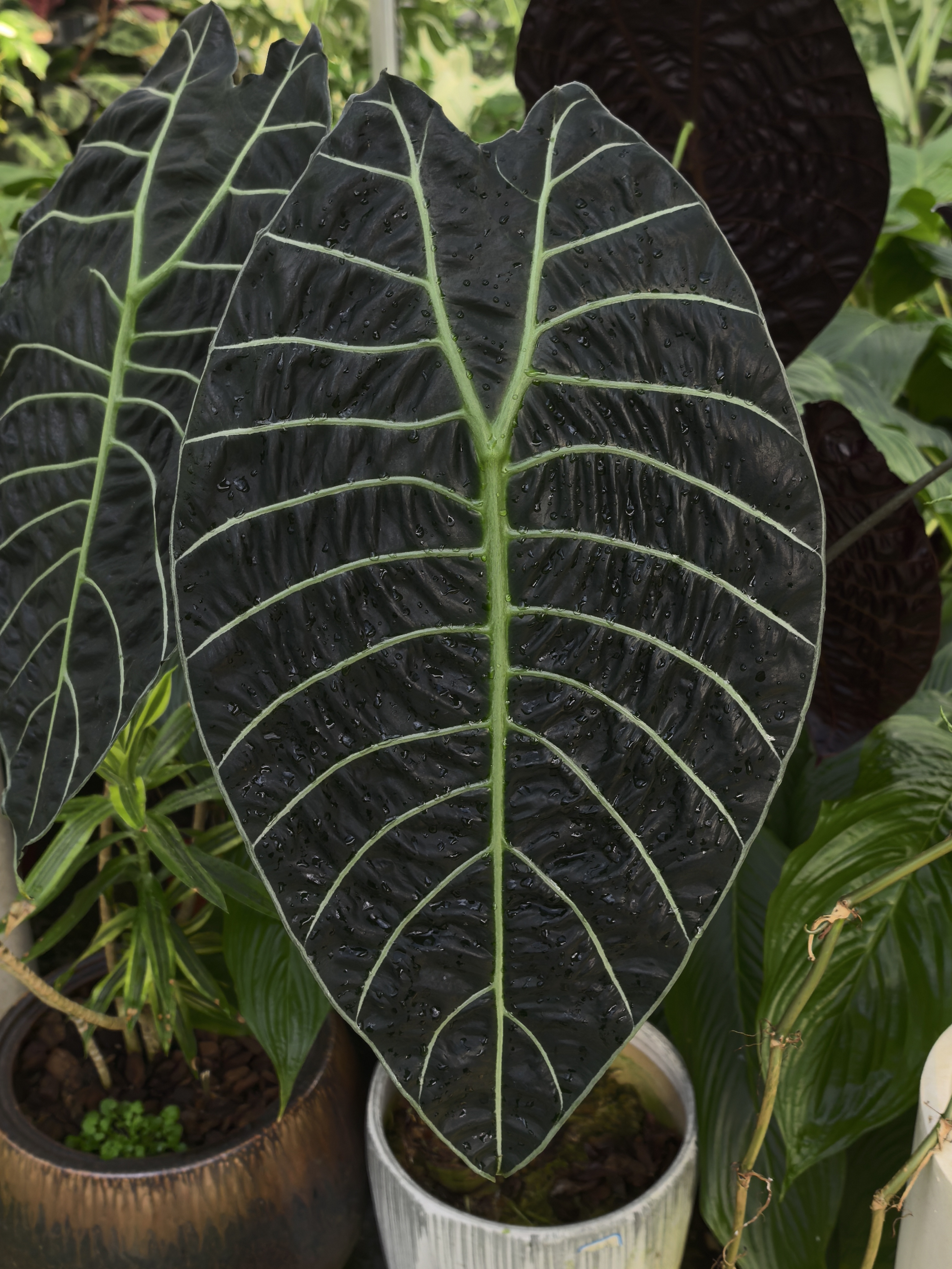 大盆沃森海芋北欧风室内观叶植物热带绿植盆栽好养