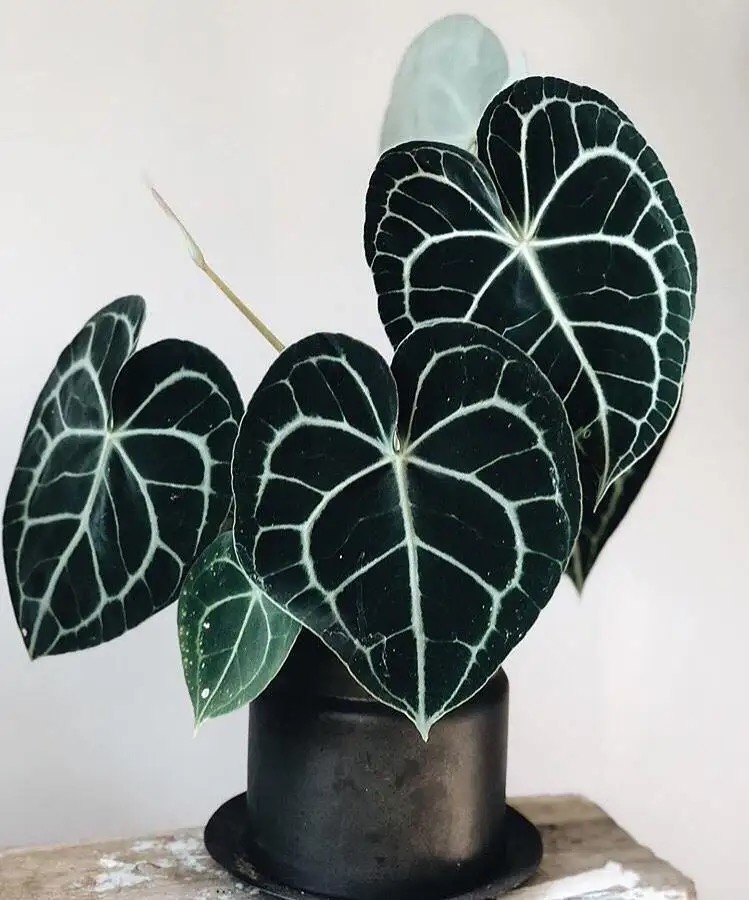 140盆克莱恩水晶花烛室内观叶植物热植系列绿植盆栽室内