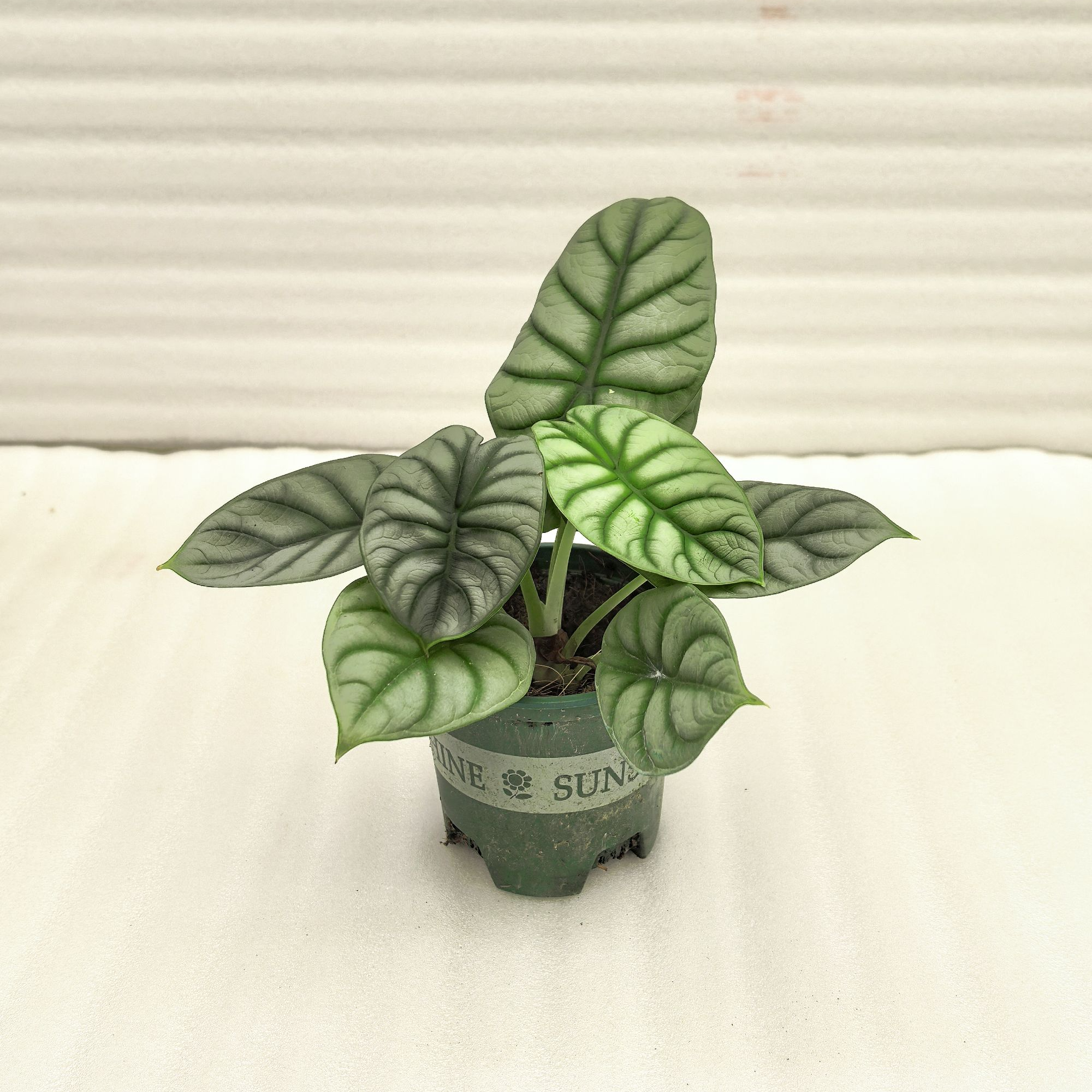 白犀牛海芋盆栽室内观叶植物客厅办公桌面绿植盆景趣味花卉