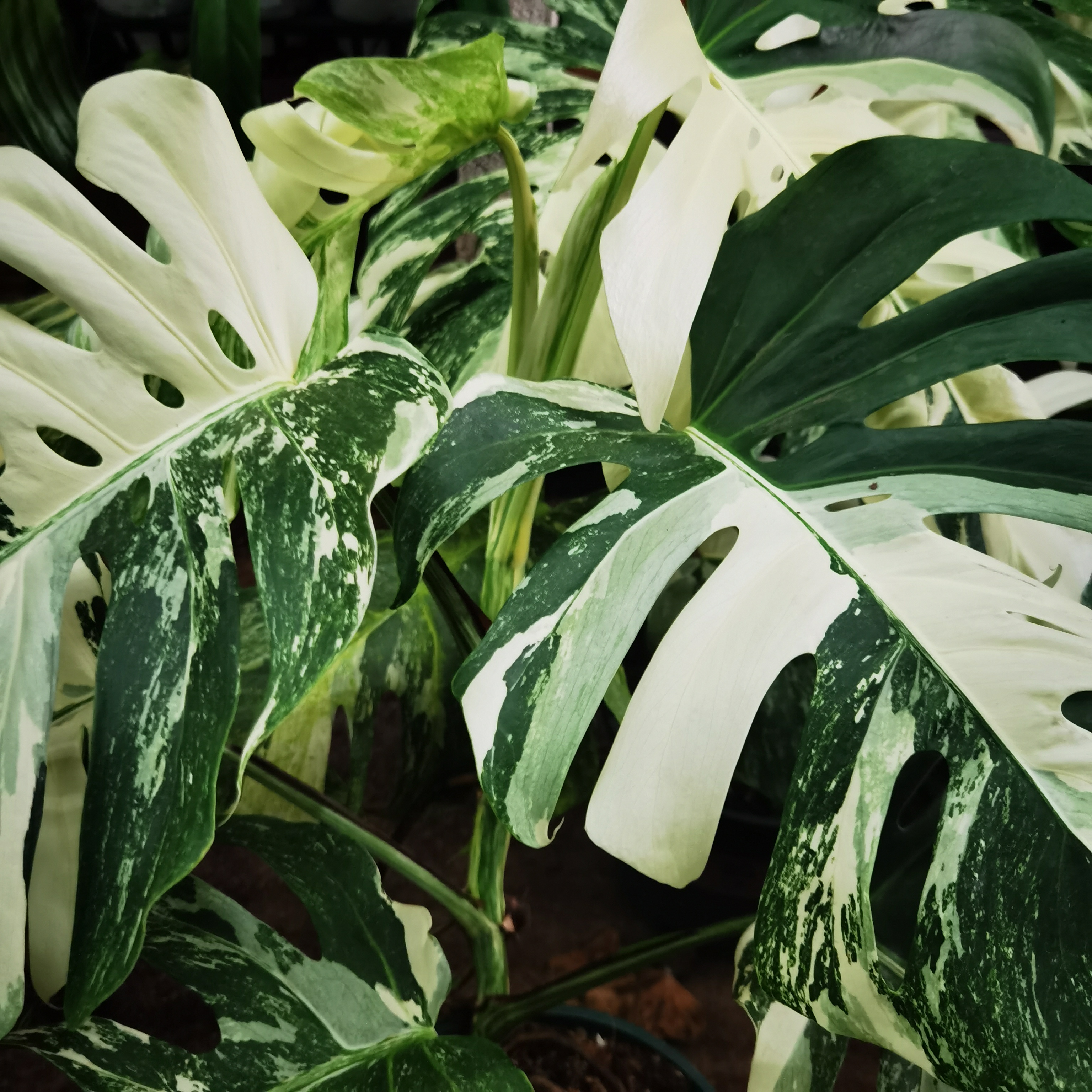 精品白锦龟背竹，室内大型锦化观叶植物皮实好养热植系列