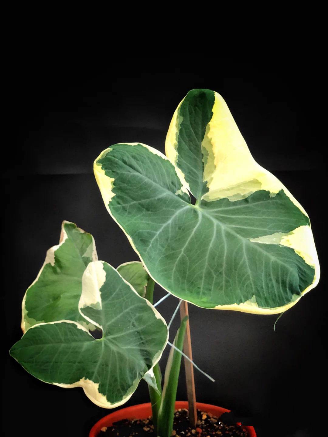 福利款米奇海芋小苗锦化植物大型室内观叶植物叶片后有尾须