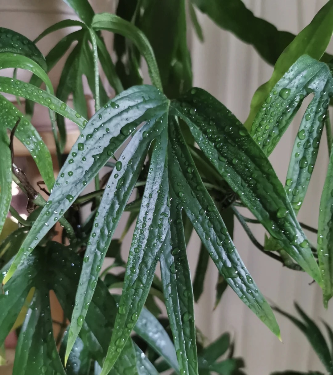 大颗带柱鸡爪（齐氏雷公莲）龟背竹雷公莲好看可爬藤