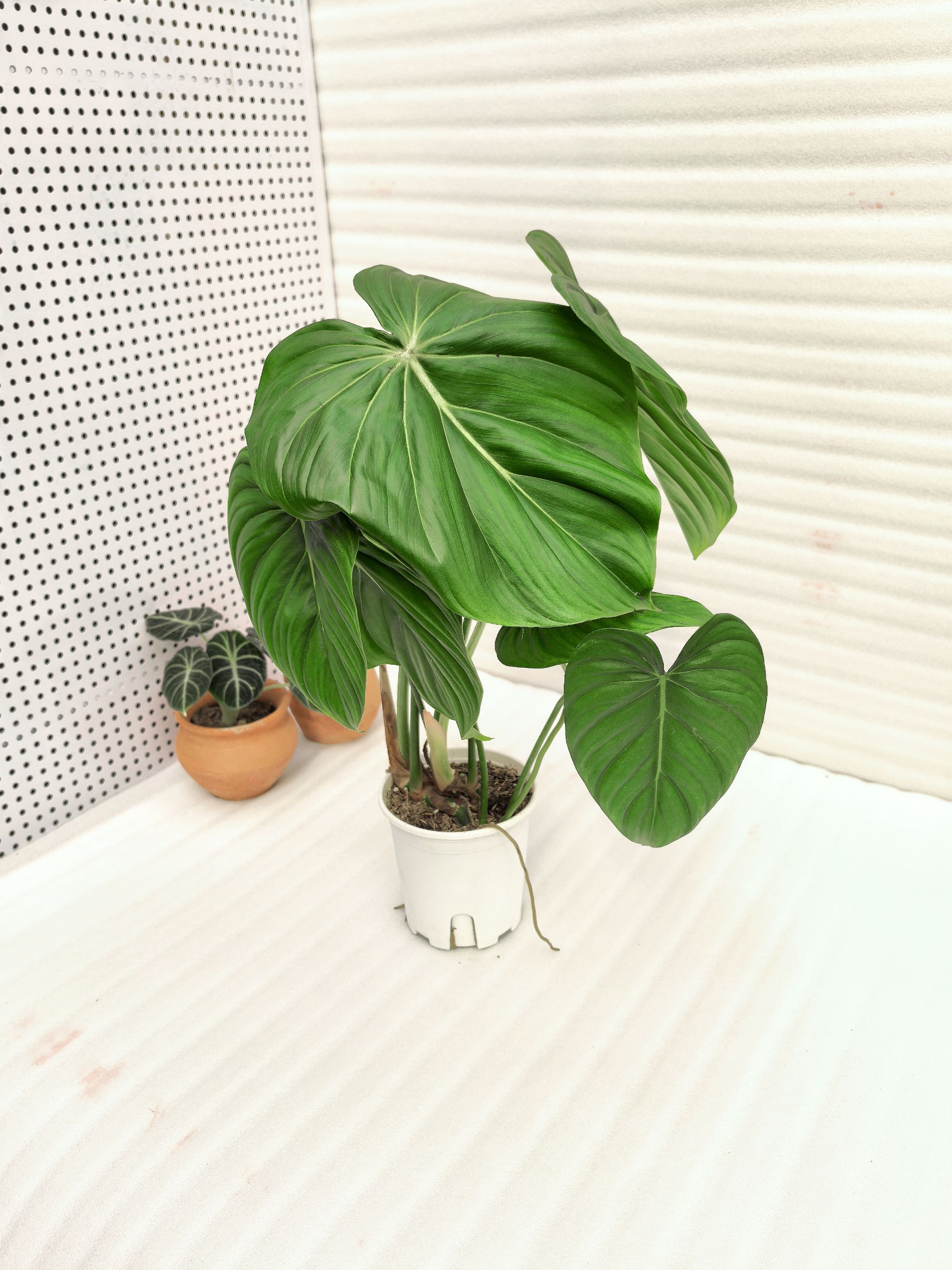 麦克道尔蔓绿绒，比较少见价格比较高好养好看 室内观叶植物